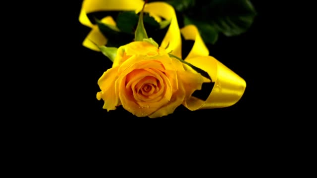 The-falling-rose-and-satin-ribbon-on-a-black-background.-Slow-motion.