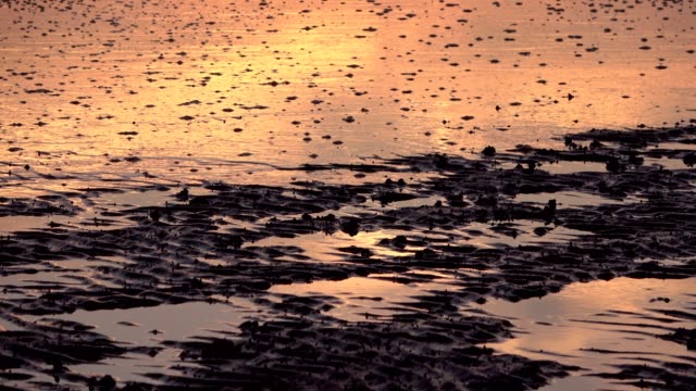 Rising-tide-in-the-mudflat-in-timelapse,-North-Sea,-Cuxhaven