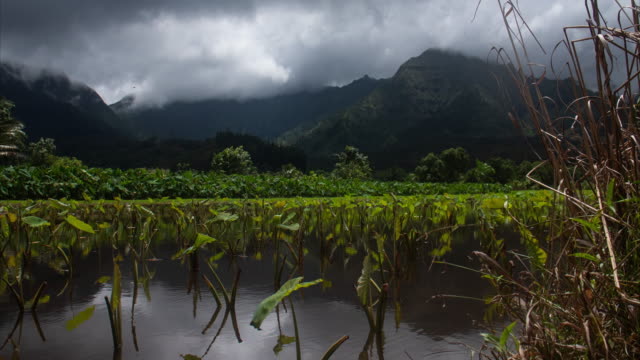 Taro-Field-Hanalei-Valley-Kauai-Hawaii-Time-Lapse