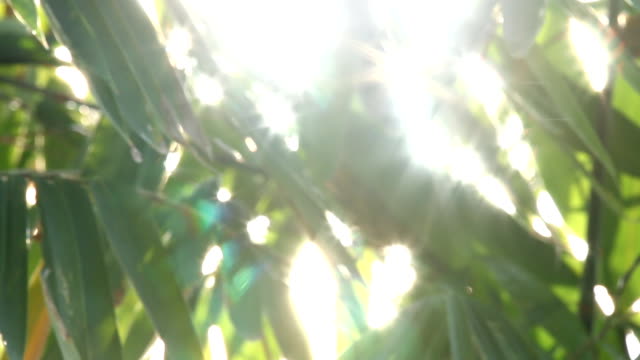 Verschwommene-Bambus-Blätter-mit-Sonnenlicht-in-Chiangmai-Thailand