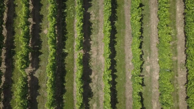 Luftaufnahme,-die-schöne-Landschaft-Bordeaux-Weinberg-bei-Sonnenaufgang,-Film-von-Drohne-im-Sommer