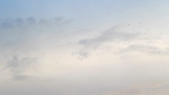 Flying-birds-on-the-sky-in-4k-slow-motion-60fps