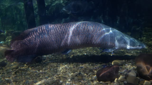 Arapaima-gigas-in-fish-ponds,-It's-a-one-of-the-largest-fresh-water-fishes