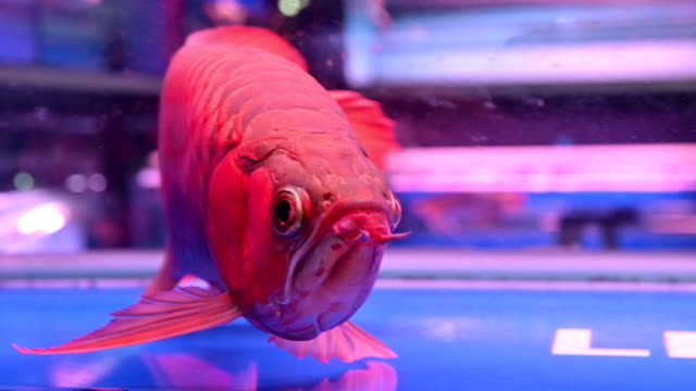 4K-Arowana-peces-nadar-que-muestra-escala-hermoso-y-brillante-es-pez-de-buena-suerte