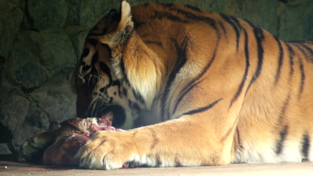 El-tigre-ROE-un-pedazo-grande-de-carne.-Parque-zoológico.-Close-up