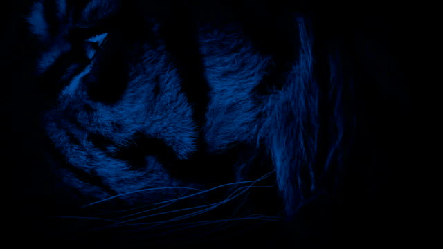 Tiger-Face-Closeup-At-Night