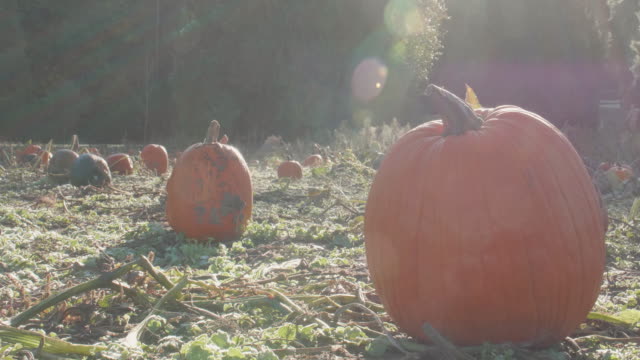 Sunny-Morning-Close-up-Pumpkins-With-Fog-Swirling-Sun-Flare