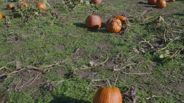 Orangefarbene-Kürbisse-verstreut-auf-einem-Bauernhof-Kürbisfeld-im-Oktober-Herbst-Erntezeit