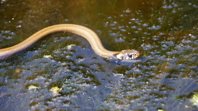 Grass-Snake-Crawling-in-the-River.-Slow-Motion