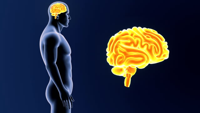Human-Brain-zoom-with-Body