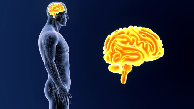 Human-Brain-zoom-with-Anatomy