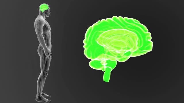 Human-Brain-zoom-with-Circulatory-system