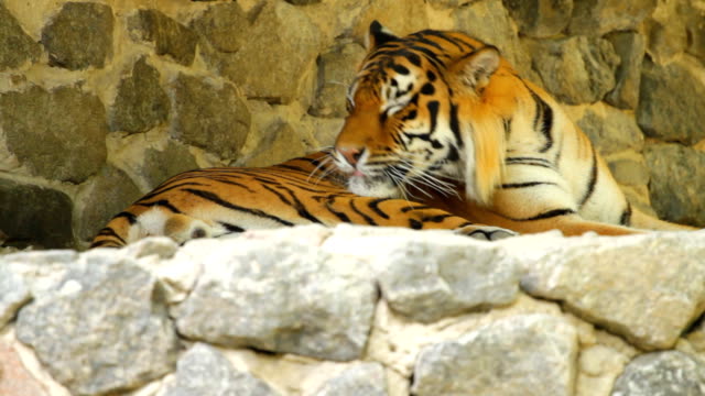 Siberian-Tiger-lying
