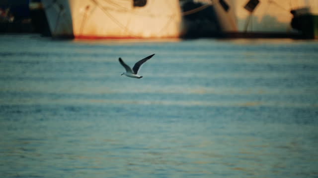 ships-are-in-the-port.-Seagulls-fly-over-the-water-in-the-port-area.-close-up
