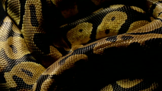 Muster-der-königlichen-Python-Schlangenleder