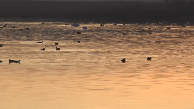Ducks-on-a-lake-in-sunset-England-4K