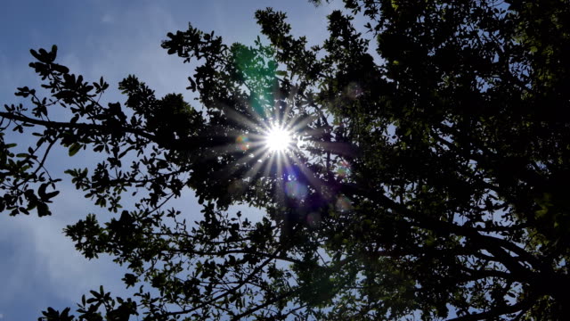 Sonnenstrahlen-brechen-durch-Bäume