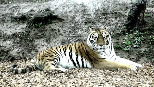 Bengal-Tiger-sitzen