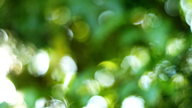 Beautiful-nature-green-bokeh-sunshine-abstract-blurred-background,-foliage-plant-leaves-shadow-swaying-in-the-wind-with-sunbeam-and-sun-flare.