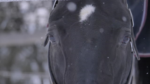 SLOW-MOTION,-MACRO:-Adult-brown-horse-looking-around-the-snowy-countryside.