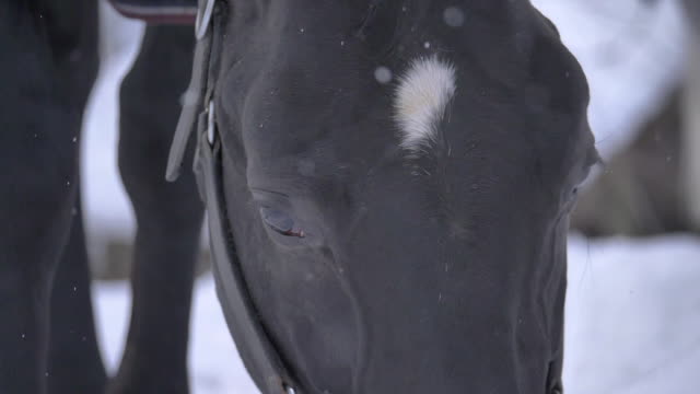 CÁMARA-lenta:-Impresionantes-negro-ojos-del-caballo-observando-la-nieve-en-la-naturaleza.