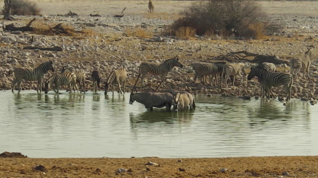 Etosha-Pool-mit-Zebras-und-oryxes