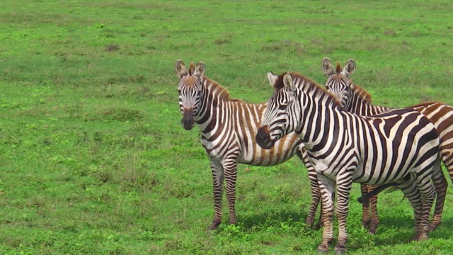 Zebras-auf-dem-Rasen