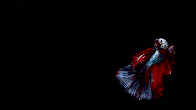 Super-slow-motion-of-vibrant-Siamese-fighting-fish-(Betta-splendens),-well-known-name-is-Plakat-Thai,-Betta-is-a-species-in-the-gourami-family