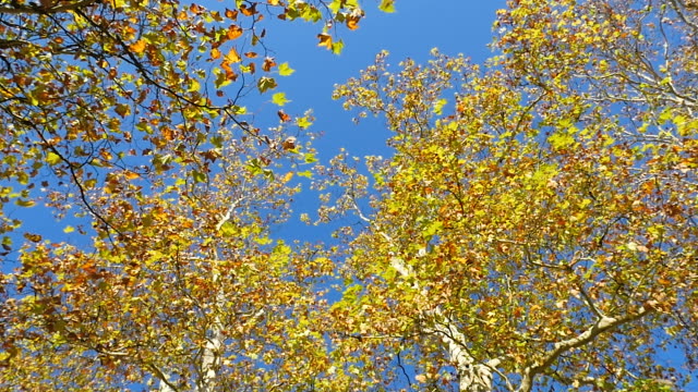Bunte-Blätter-von-einer-platane-fallen-auf-den-Boden-im-Herbst,-Endlos-wiederholbar