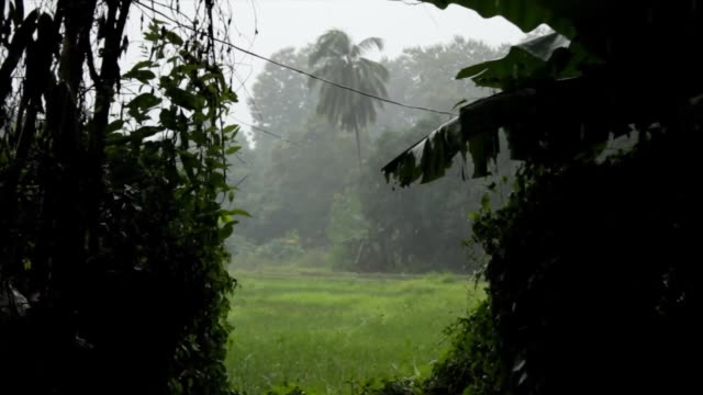 palm-tree-and-banana-trees-being-drenched-and-blowing-in-the-wind-of-a-tropical-rain-storm-in-Northern-Thailand,-Southeast-Asia,-during-monsoon-season