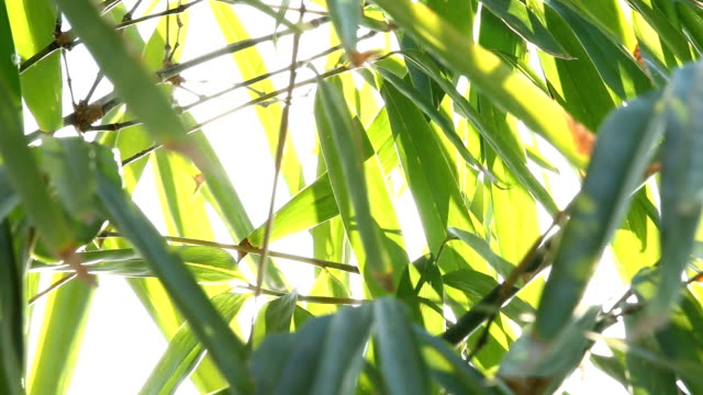 Bambus-Blätter-mit-Sonnenlicht-in-Chiangmai-Thailand