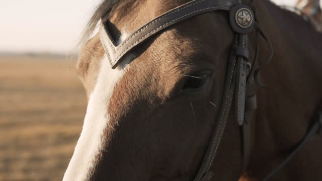 Nahaufnahme-von-Augen-der-Vollblut-Rennpferd-in-slow-Mo-Augen-schönes-Pferd