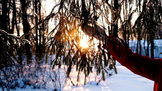Woman-hand-in-a-mitten-shakes-snow-from-a-spruce-branch,-a-hand-beats-along-a-fluffy-branch-at-sunset,-slow-motion