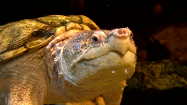 Gemeinsamen-Schnappschildkröte-in-4-k-Slow-Motion-60fps