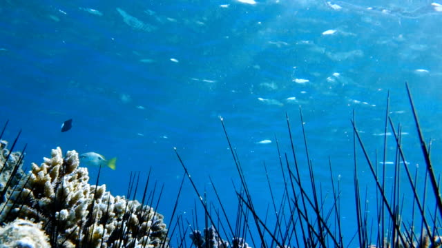 Rotes-Meer-Fisch-Hintergrund