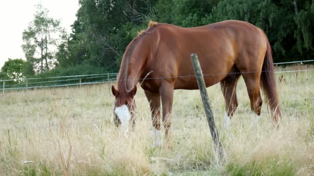 Chestnut-or-brown-horse-with-long-mane-grazing-on-field-near-forest