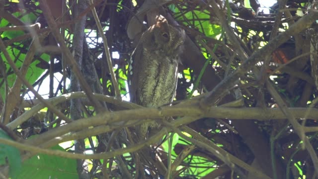Sleepy-Oriental-scops-owl-,low-angle-view.