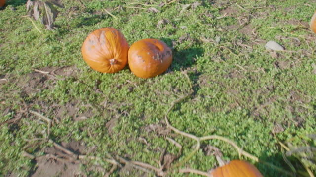 Pumpkin-Field-Overview-October-Food