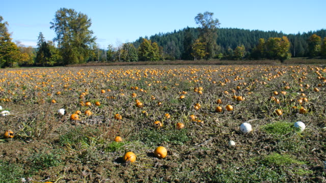 Panorama-von-Pumpkin-Patch-Bauernhof