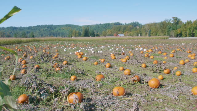 Weiß-und-Orange-Pumpkin-Patch-auf-großen-Bauernhof-Oktober-Ernte