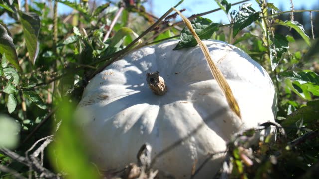 Natural-Non-GMO-Organic-Heirloom-Casper-White-Lumina-Pumpkin-Growing-in-Field