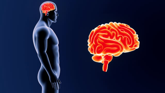 Zoom-de-cerebro-humano-con-el-cuerpo