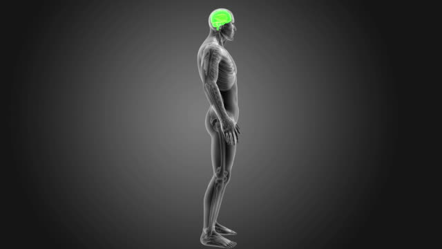 Human-Brain-with-Skeleton