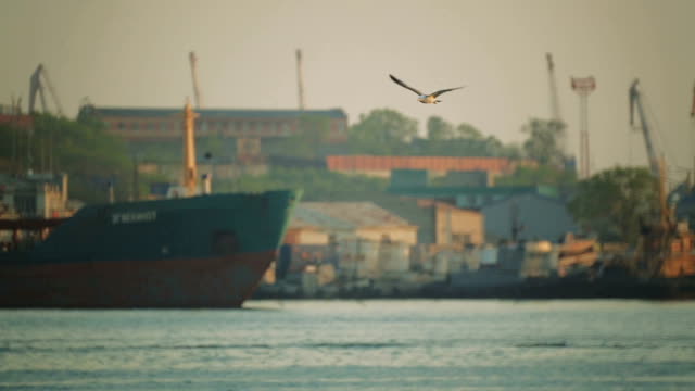 ships-are-in-the-port.-Seagulls-fly-over-the-water-in-the-port-area.-Cargo-ships