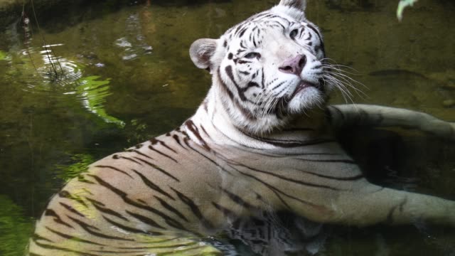Tigre-blanco-escalofriante-dentro-de-la-piscina-y-tomando-el-resto