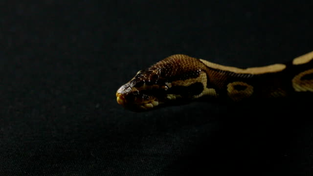 Video-of-snake---crawling-ball-python
