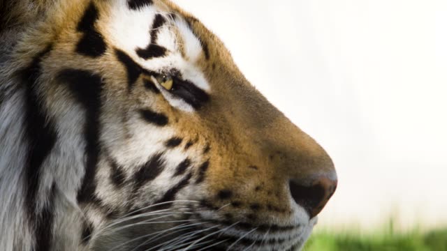 Porträt-eines-Tigers-im-Profil