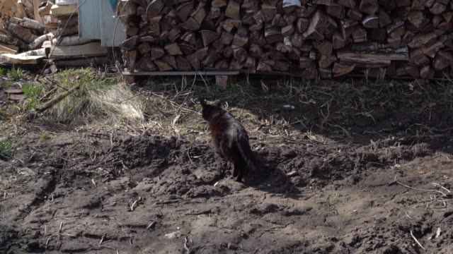 Gato-negro-caminando-en-el-jardín,-cámara-lenta