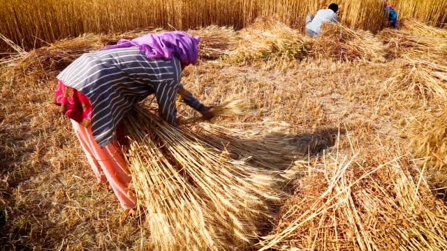 Mujer-haciendo-manojos-de-trigo-durante-la-cosecha