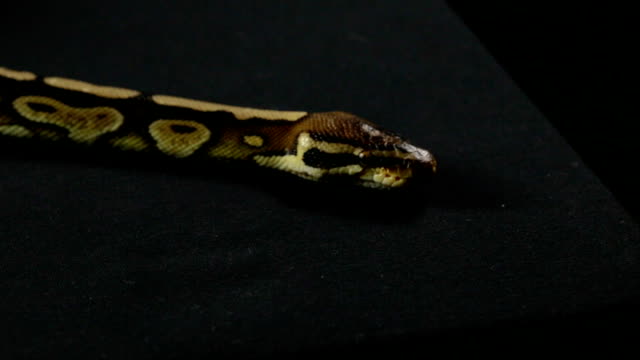 Video-of-snake---ball-python